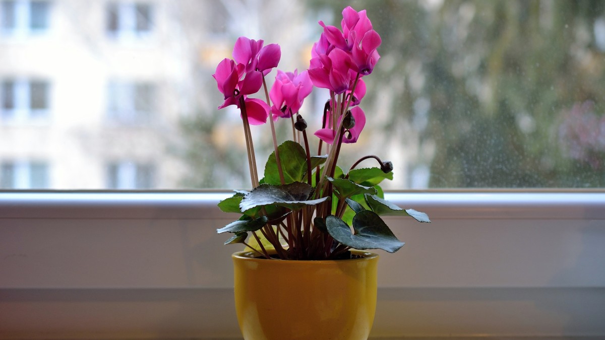 arredare con le orchidee