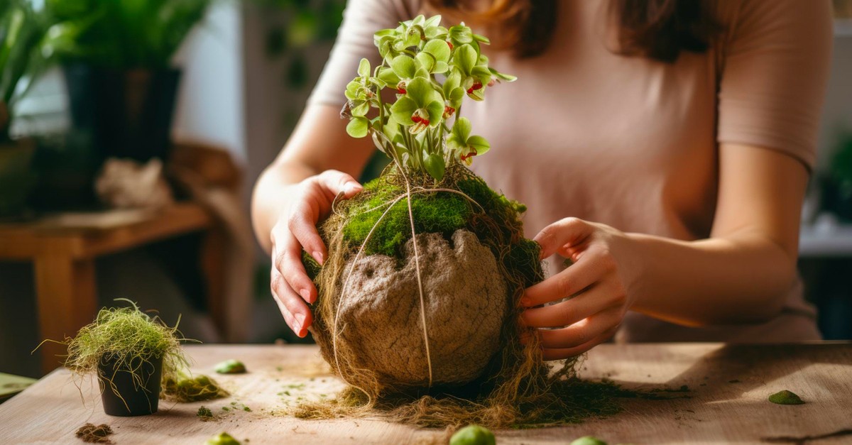 kokedama
