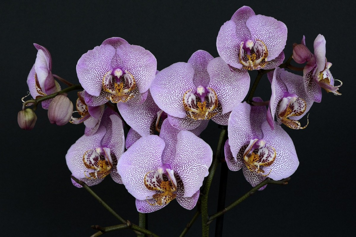 orchidee