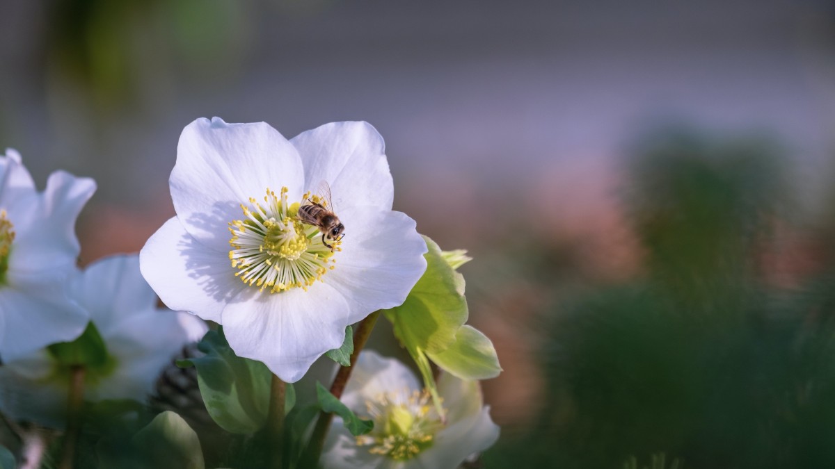 fiori per stagione