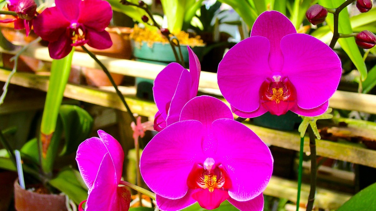 arredare con le orchidee