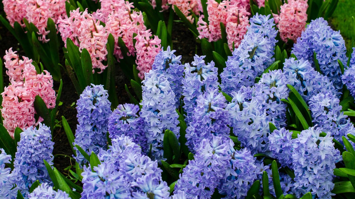 fiori per stagione