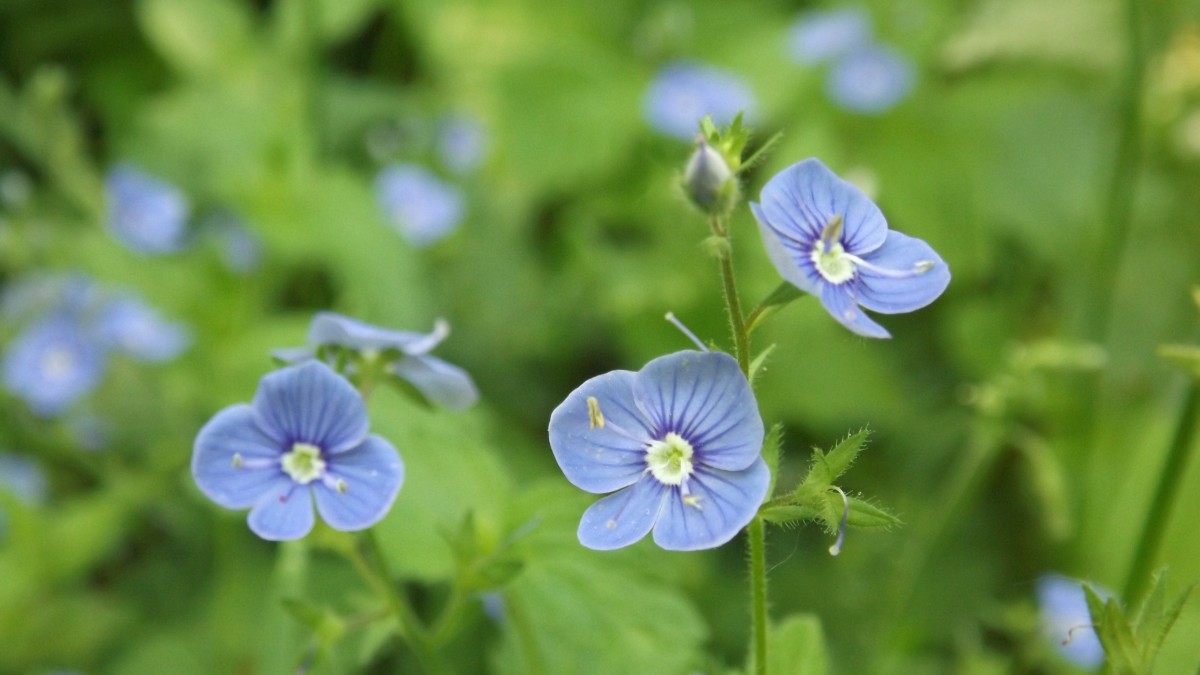 fiori per stagione