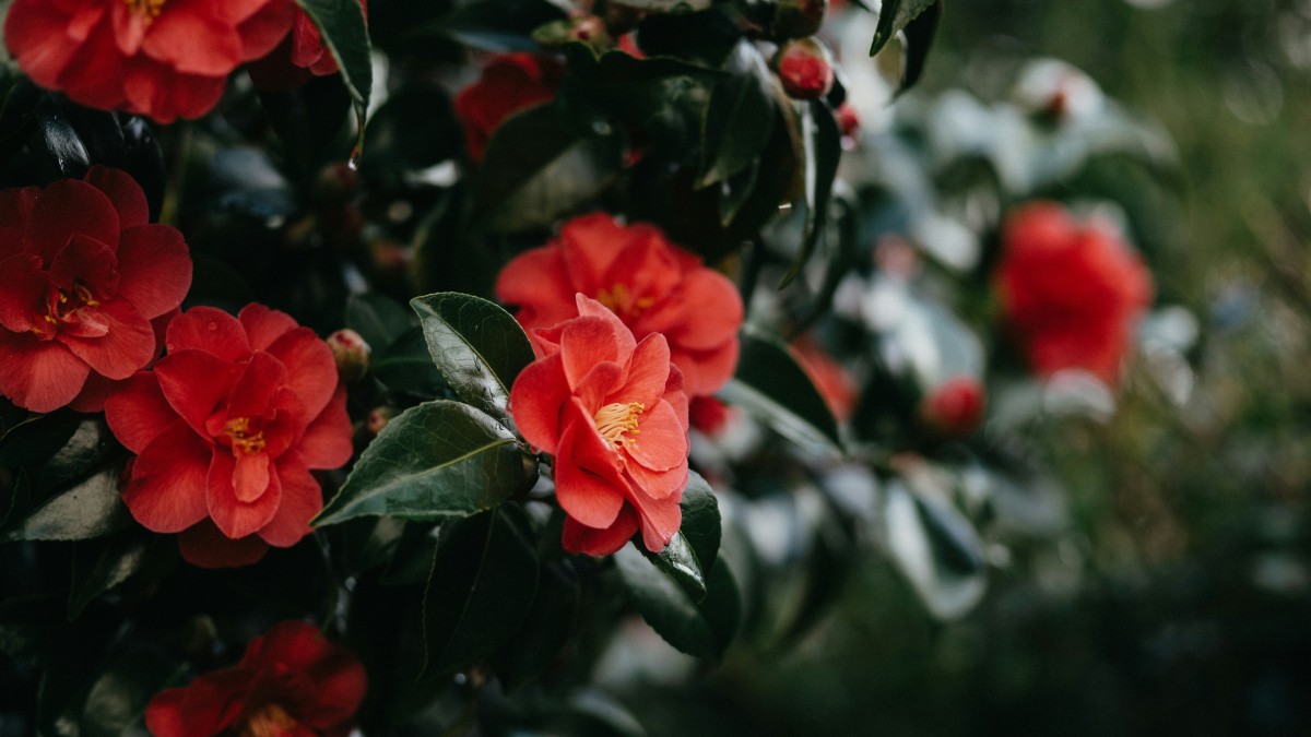 coltivare camelia in vaso