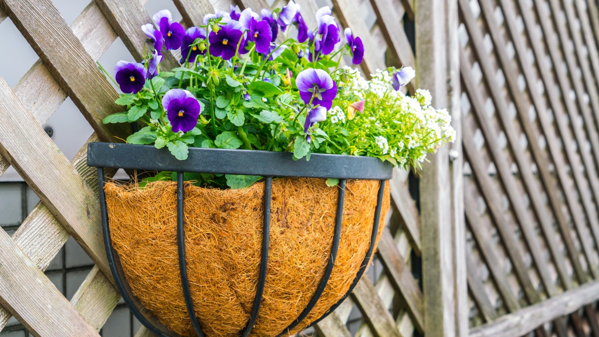 cosa mettere in una fioriera esterna