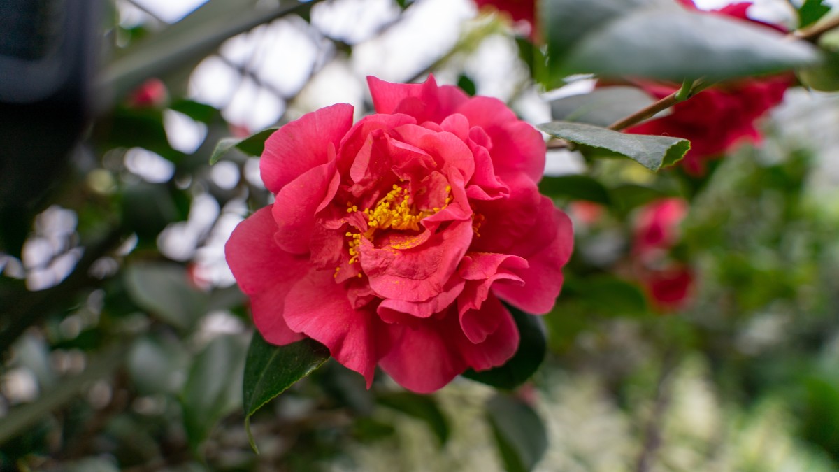 coltivare camelia in vaso