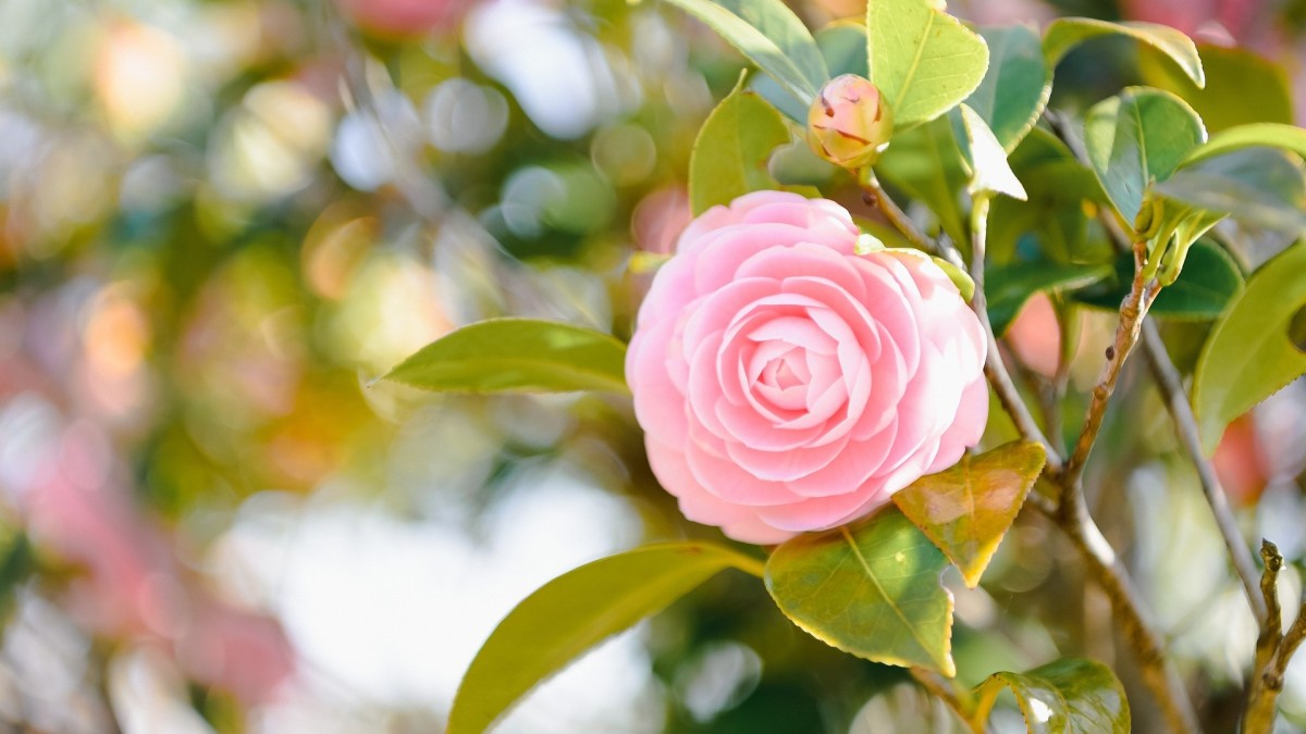 coltivare camelia in vaso