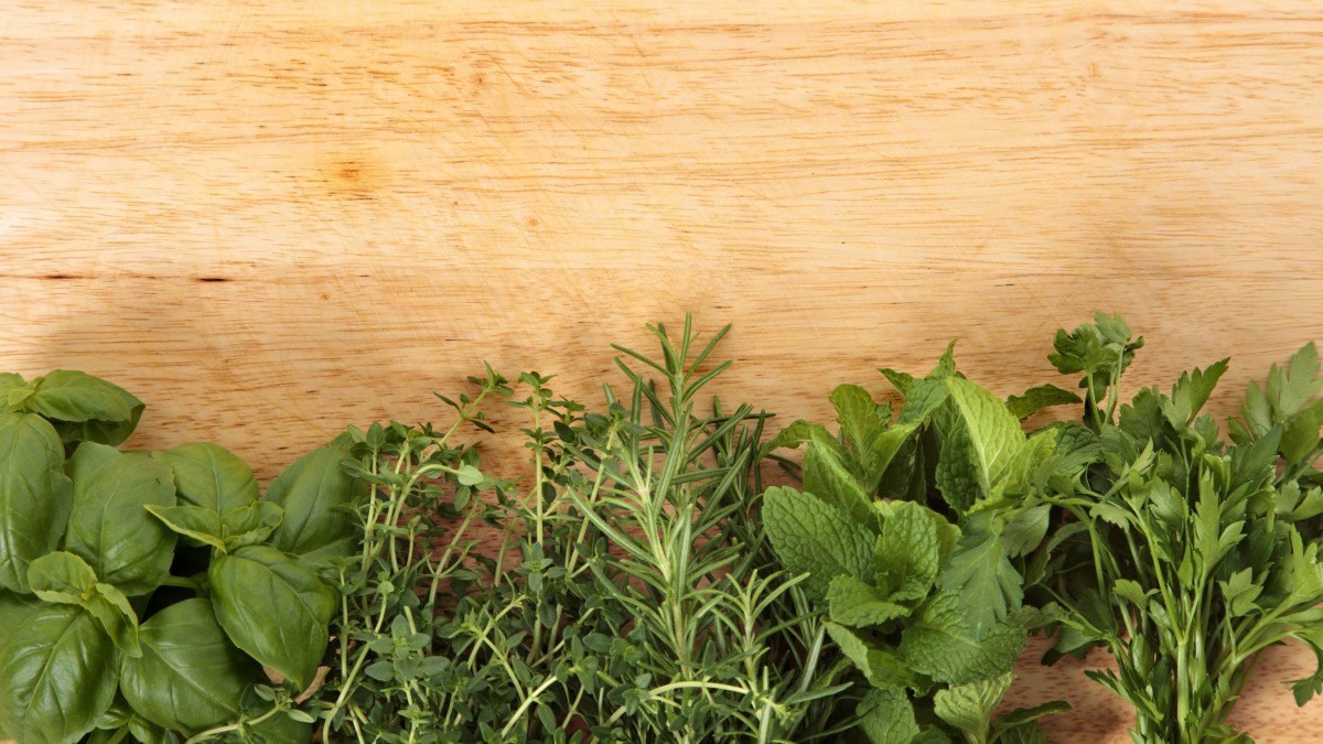 piante facili da coltivare