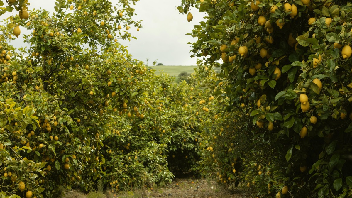 alberi sempreverde giardino