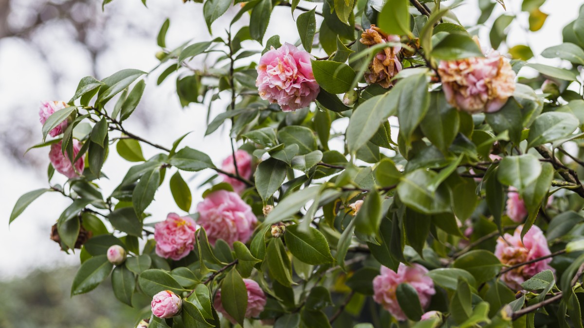 coltivare camelia in vaso