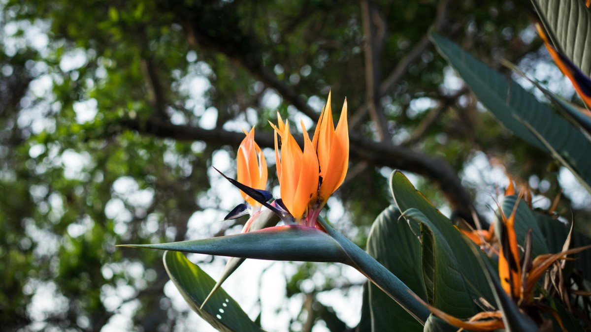 strelitzia come si cura