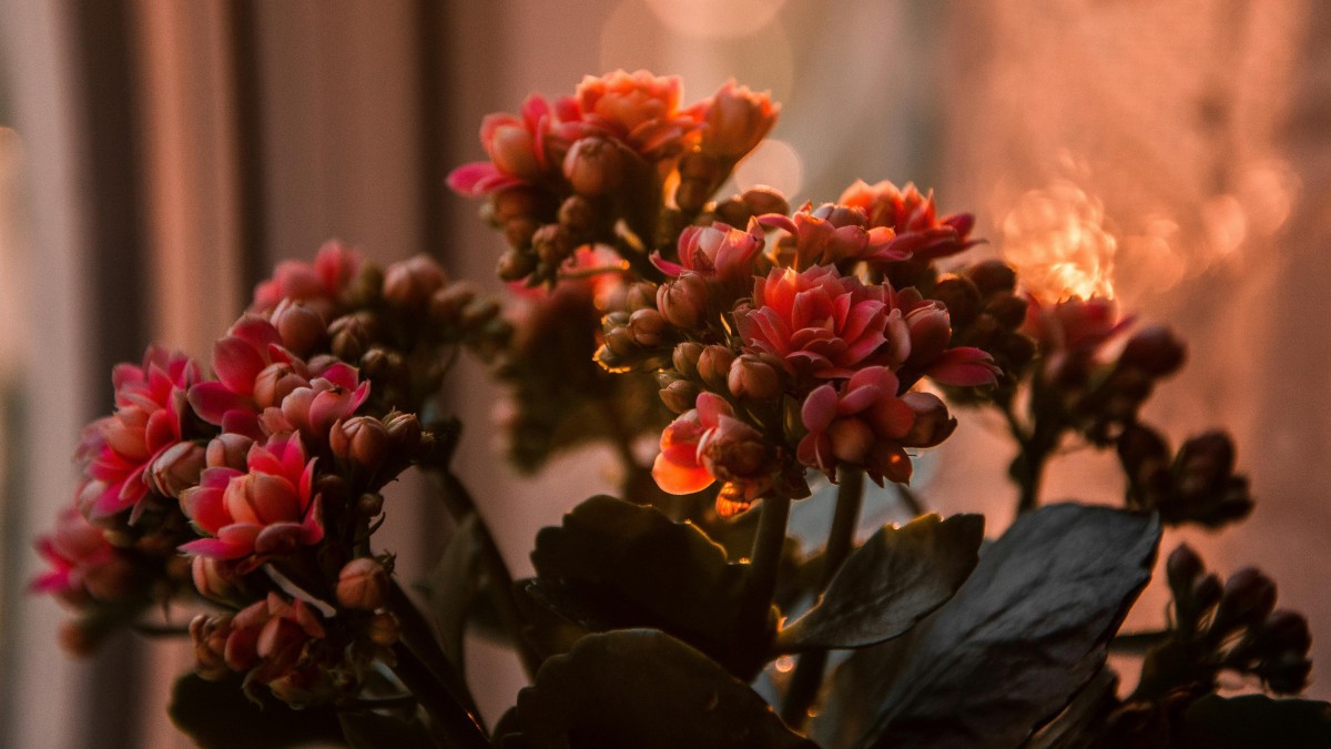 piante grasse con fiore