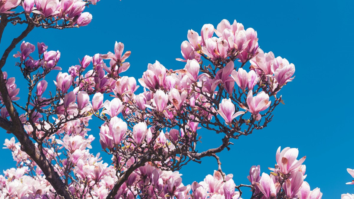 alberi sempreverde giardino