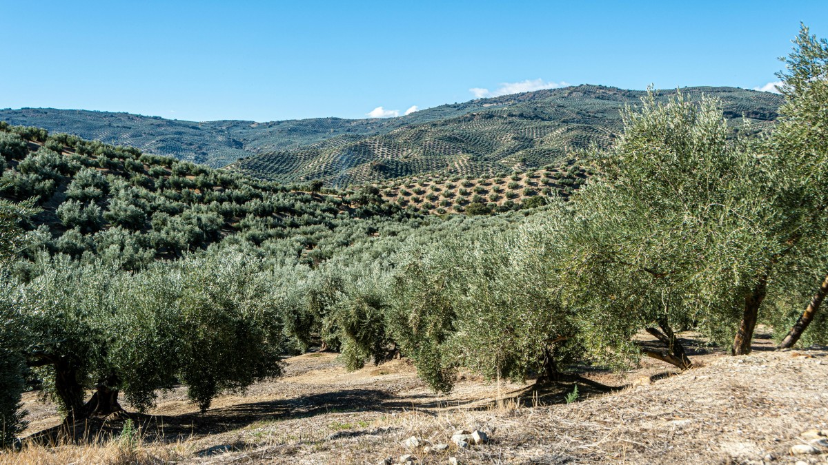 alberi sempreverde giardino