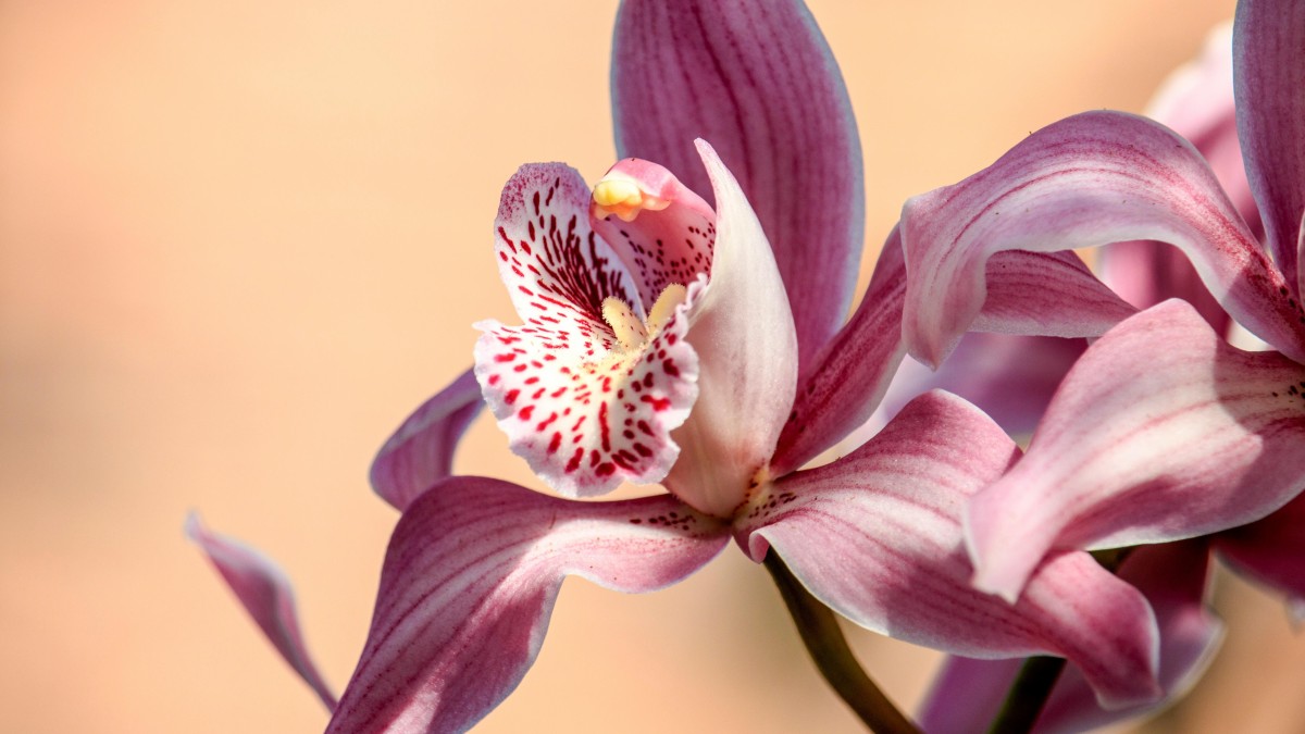 piante facili da coltivare