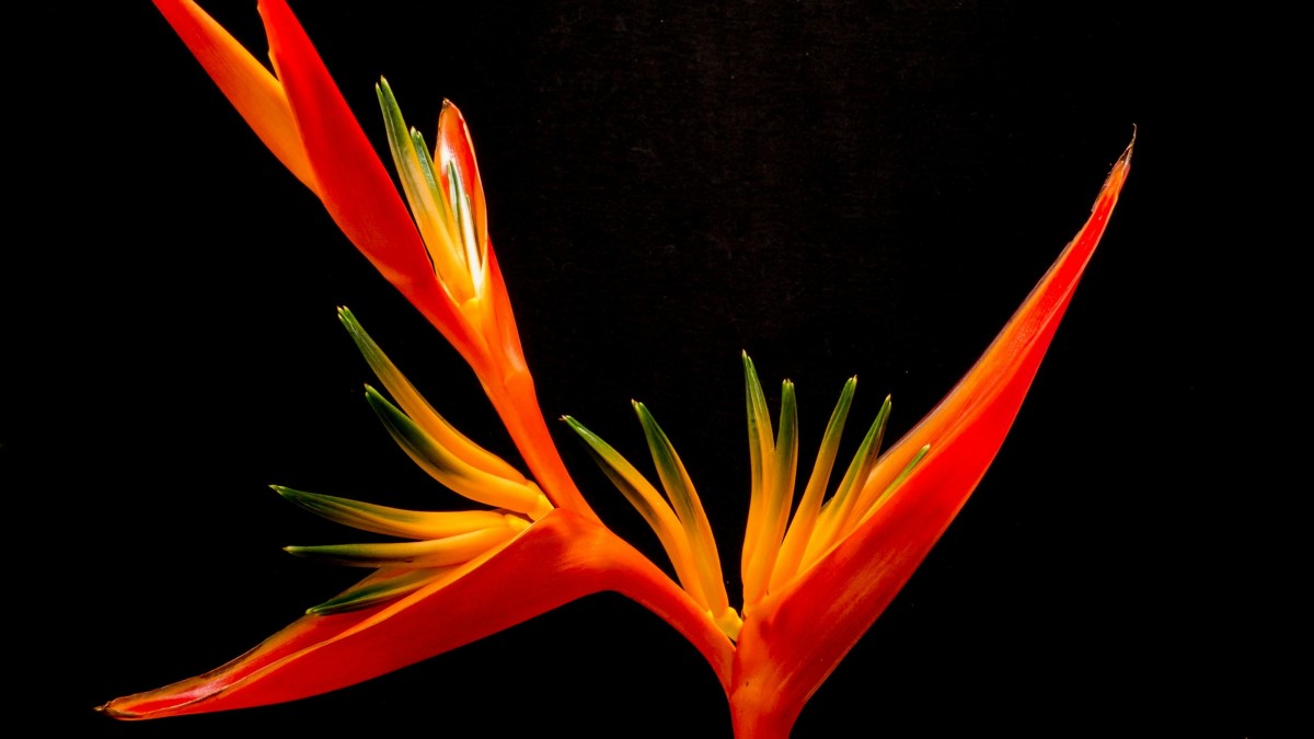 strelitzia come si cura