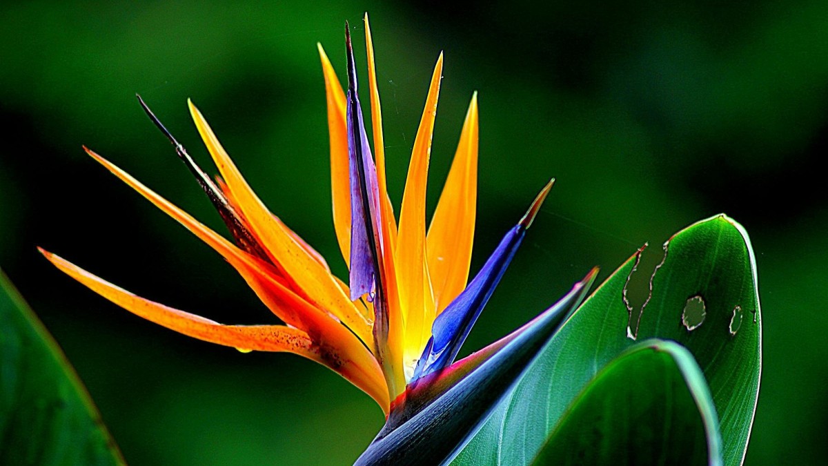 strelitzia come si cura