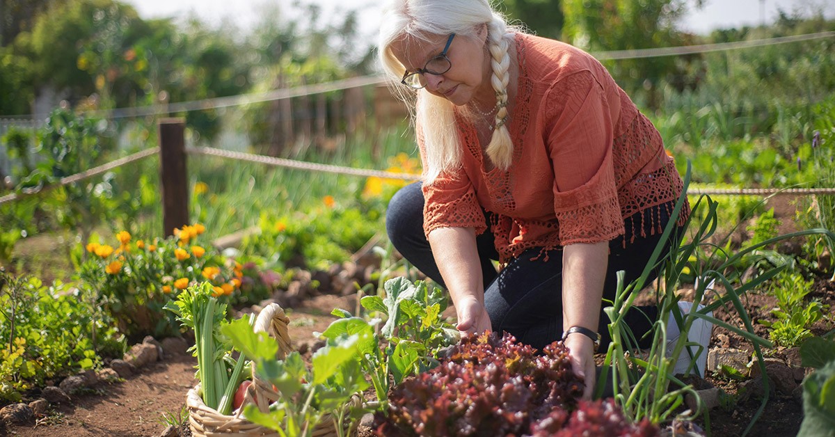 Vita in campagna, l'orto Vita in campagna, l'orto