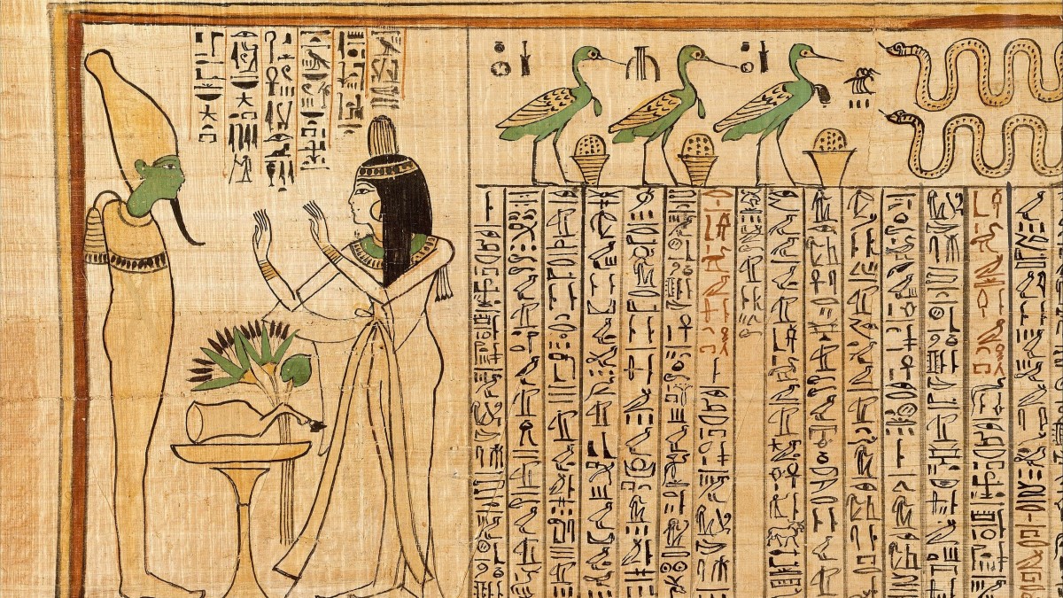 coltivare il papiro in casa