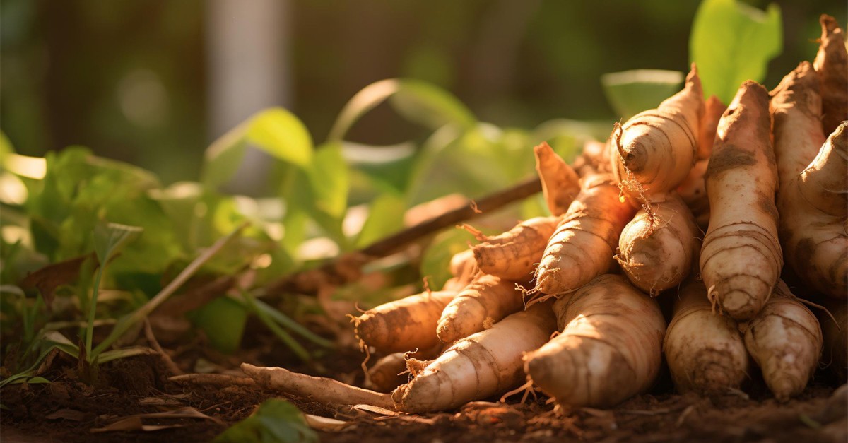 coltivare zenzero in casa