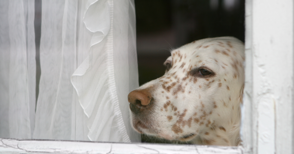 cane che abbaia in condominio