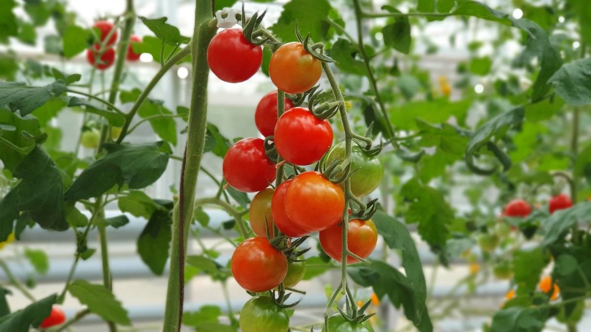 coltivare pomodoro in casa