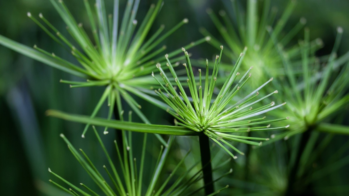 coltivare il papiro in casa