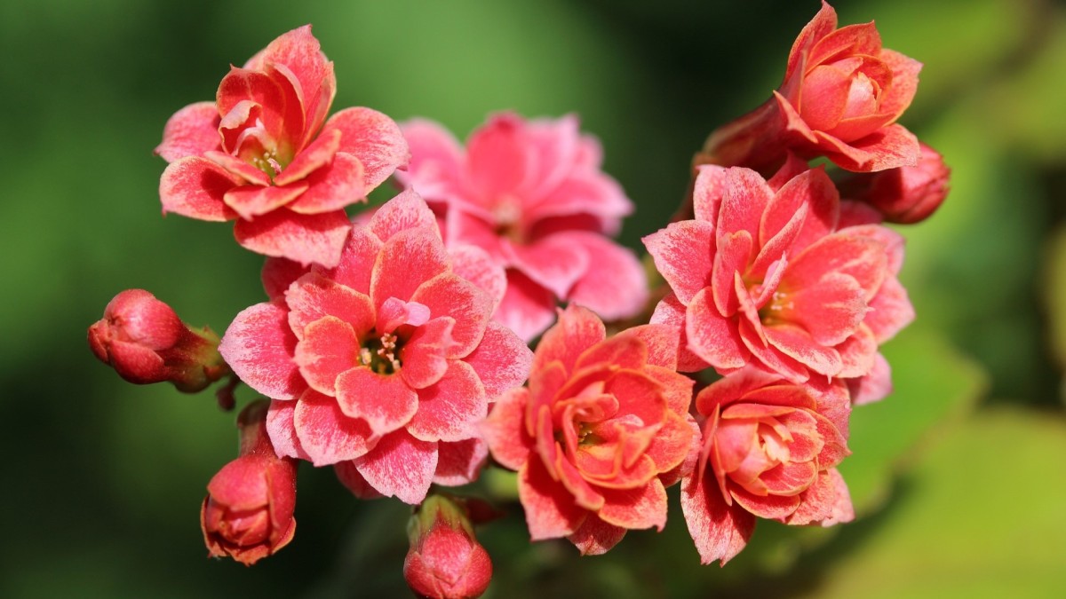 kalanchoe