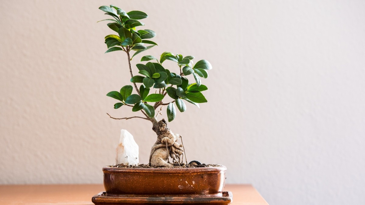 annaffiare il bonsai