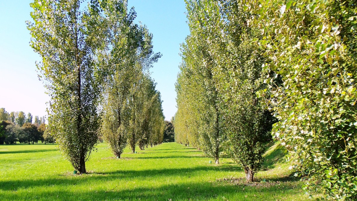 vivere al quartiere forlanini