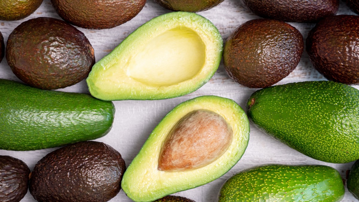 coltivare avocado in casa