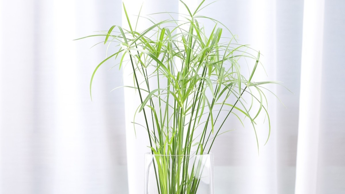 coltivare il papiro in casa