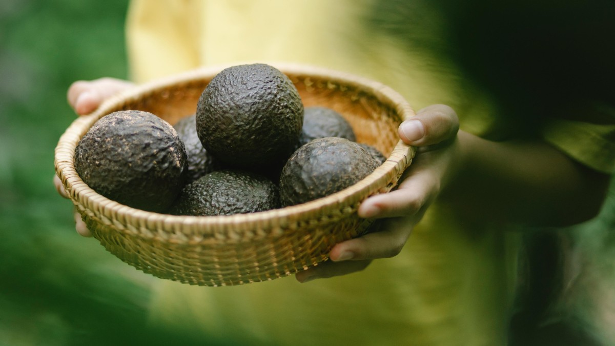 coltivare avocado in casa