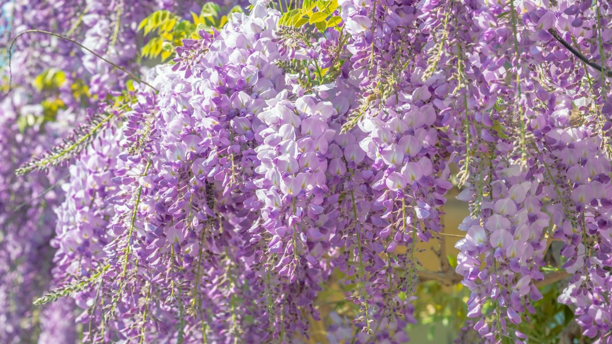 piante che fioriscono a maggio