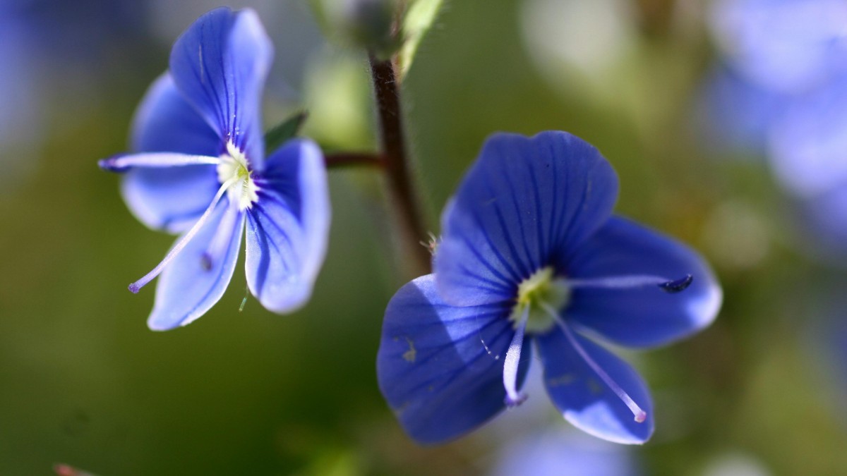 pianta veronica come curarla