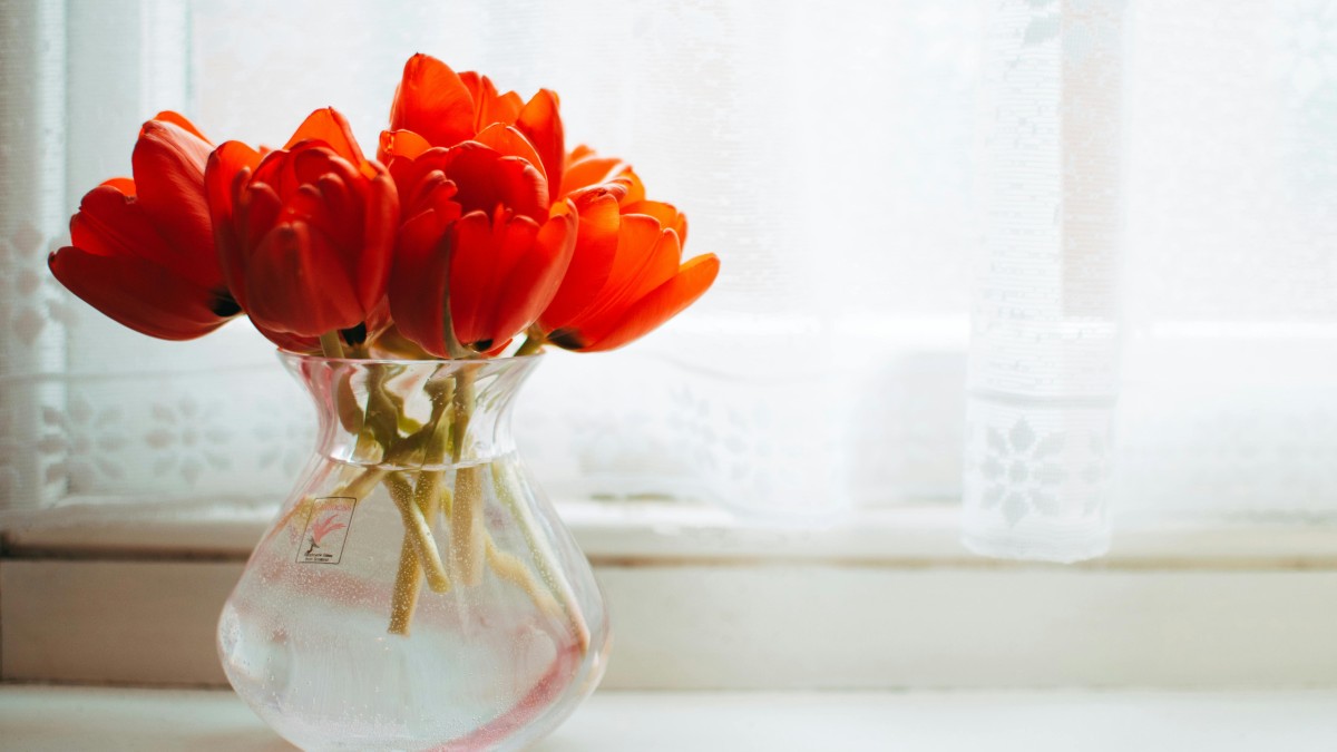 tulipani vaso