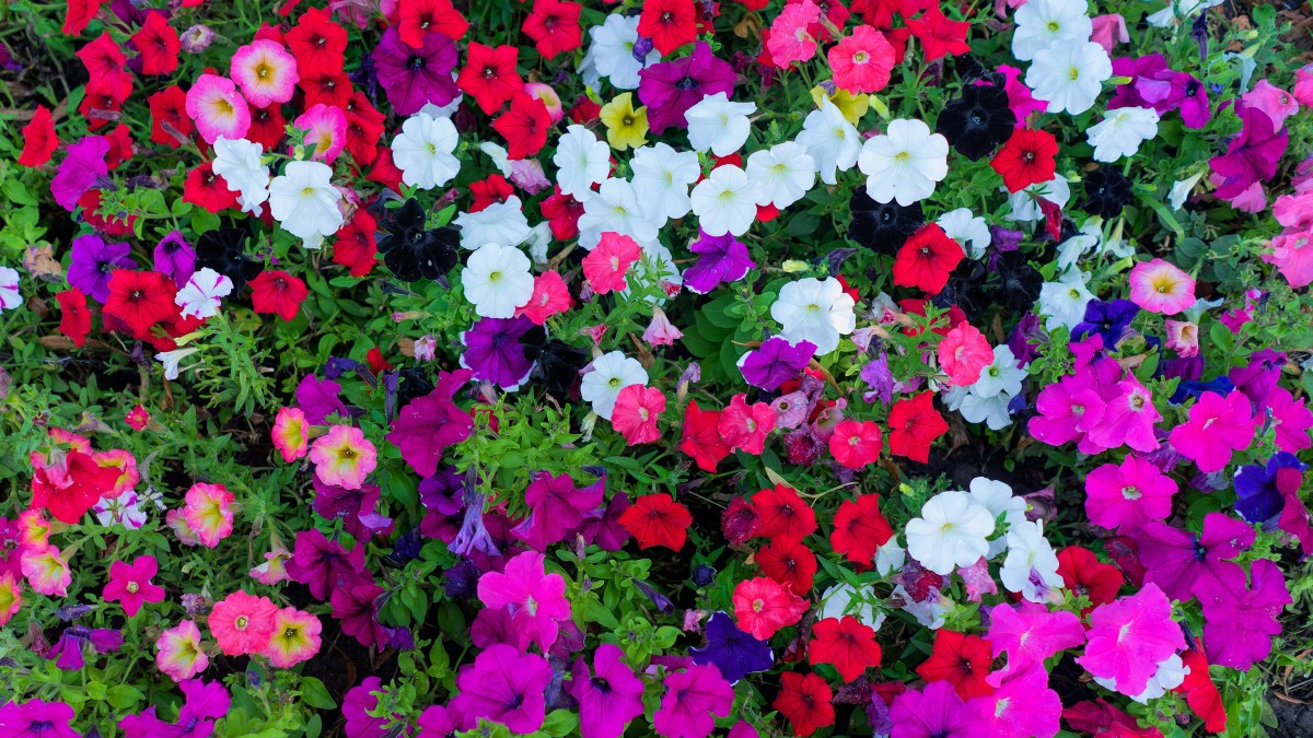 piante che fioriscono a maggio