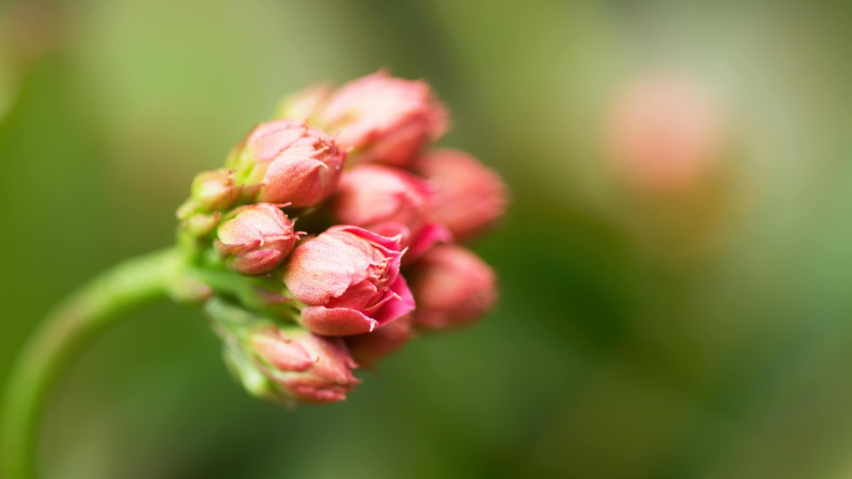 kalanchoe