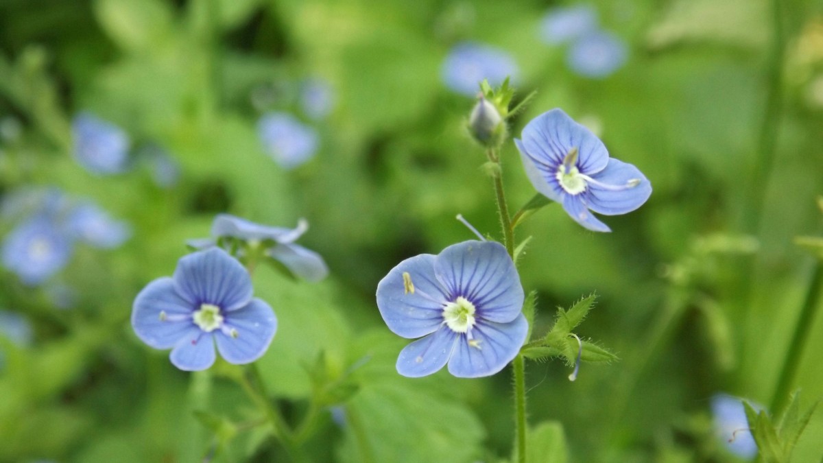 pianta veronica come curarla