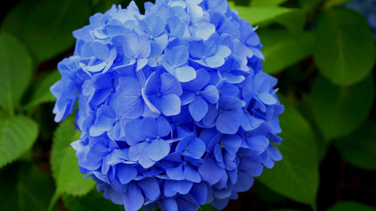 piante che fioriscono a maggio