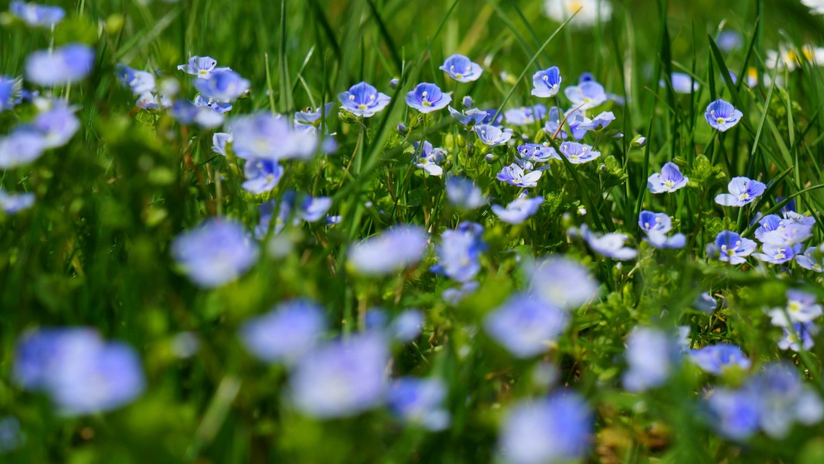 pianta veronica come curarla