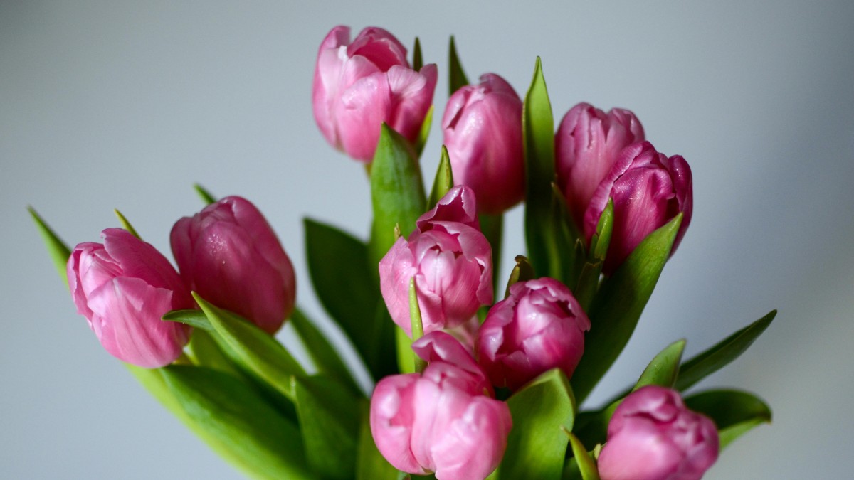 tulipani vaso