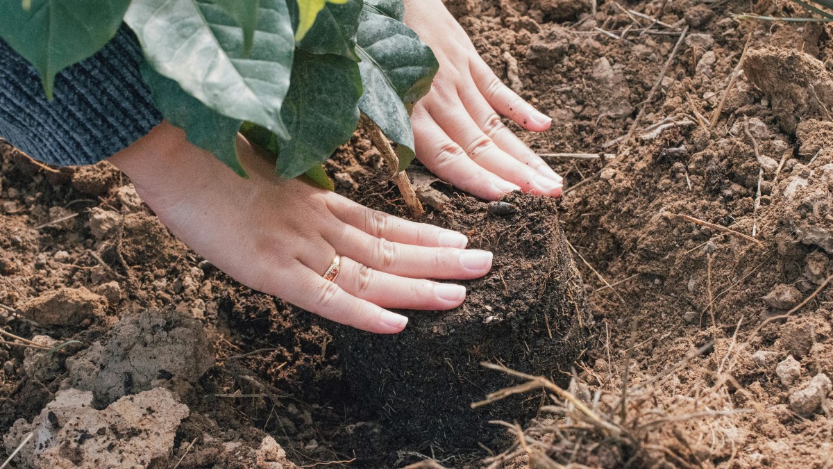 coltivare avocado in casa