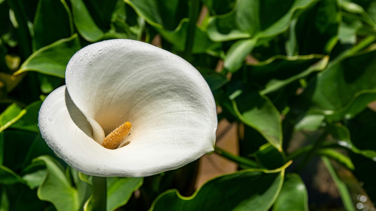 piante che fioriscono a maggio