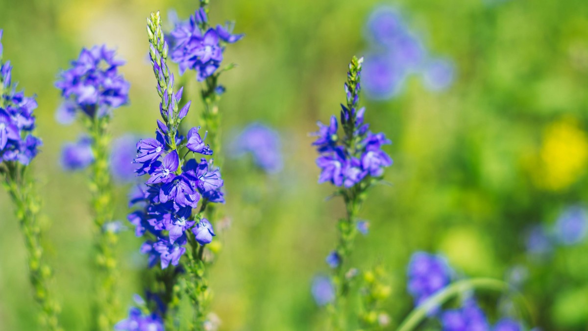 pianta veronica come curarla