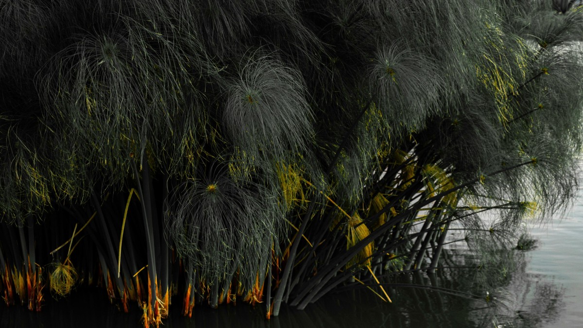 coltivare il papiro in casa