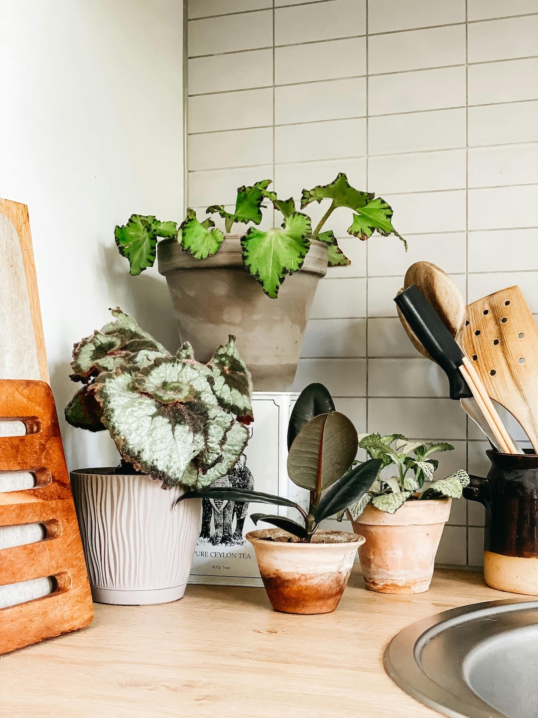 plantas de interiores na cozinha