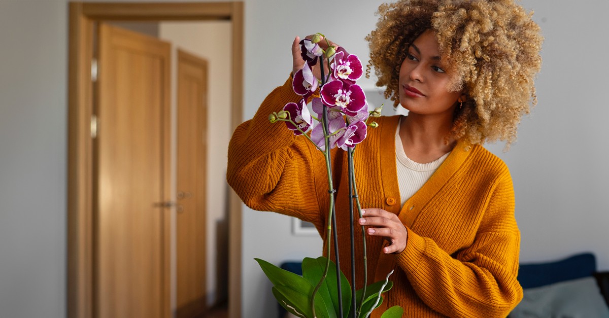 orchidea acqua e zucchero