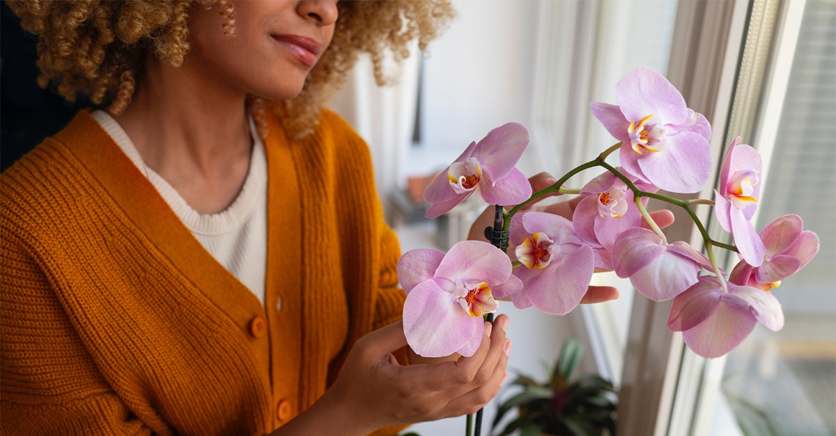 orchidea acqua e zucchero