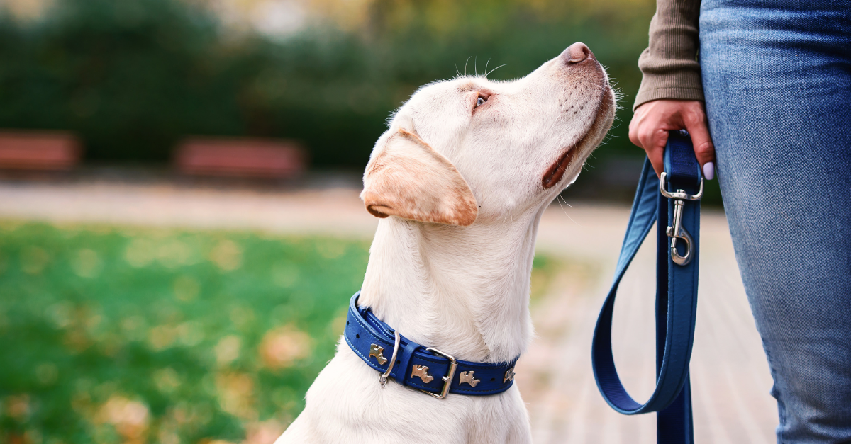 cane senza guinzaglio condominio